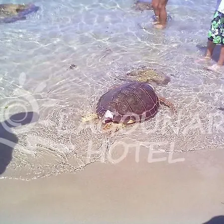 ホテル Lagounaris Beach アリケス